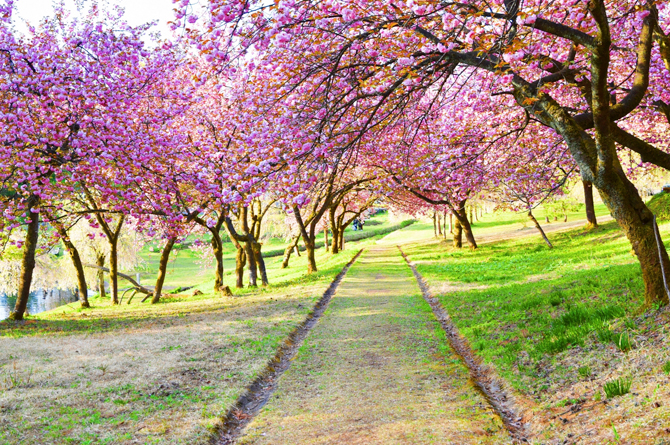 悠久山公園