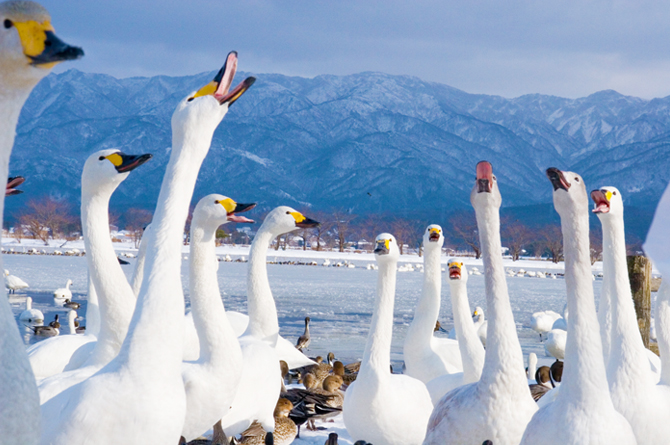 瓢湖水きん公園